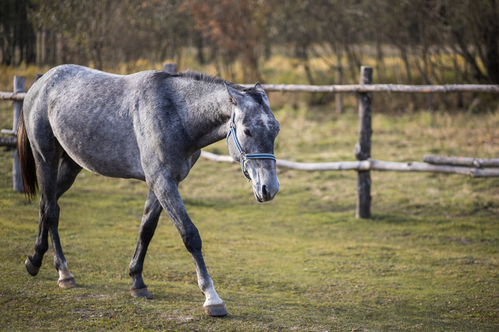 A gray horse walking inside a fenced area.