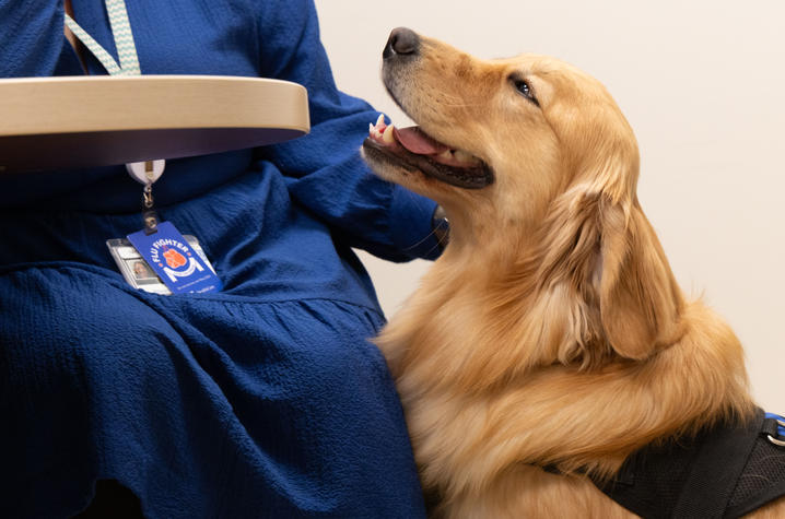 Darcy the therapy dog