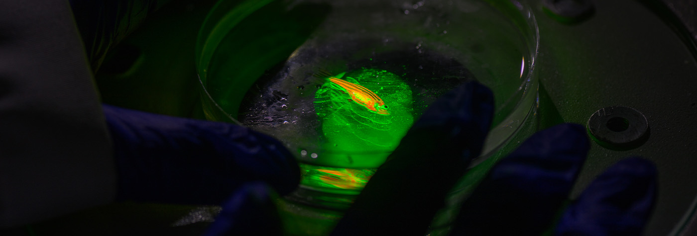 Zebrafish under a microscope in Dr. Blackburn's lab