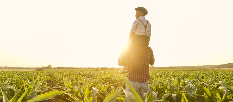 A boy sits on his father's shoulders as they look at a field of crops.