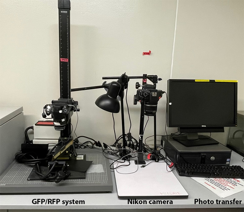 GFP-RFP Panoramic imaging system