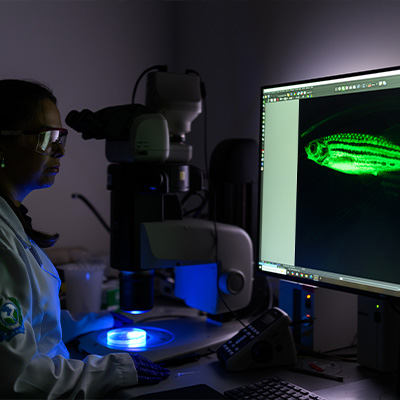 Markey researchers can analyze real-time tumor growth in zebrafish.