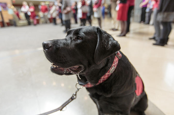 Carmine the dog attends the Gill Goes Red event.
