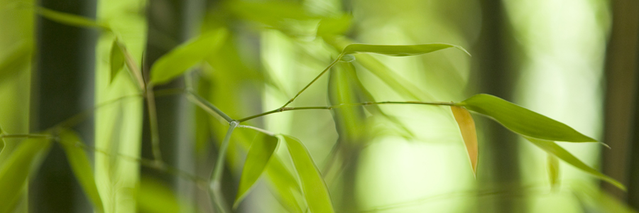 Green bamboo with one yellow leaf