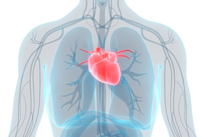 cardiovascular system illustration