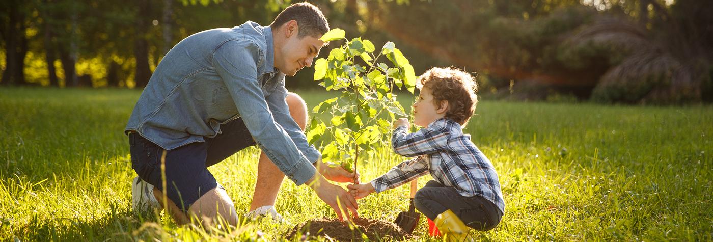 A man and a young boy work together to plant a tree.