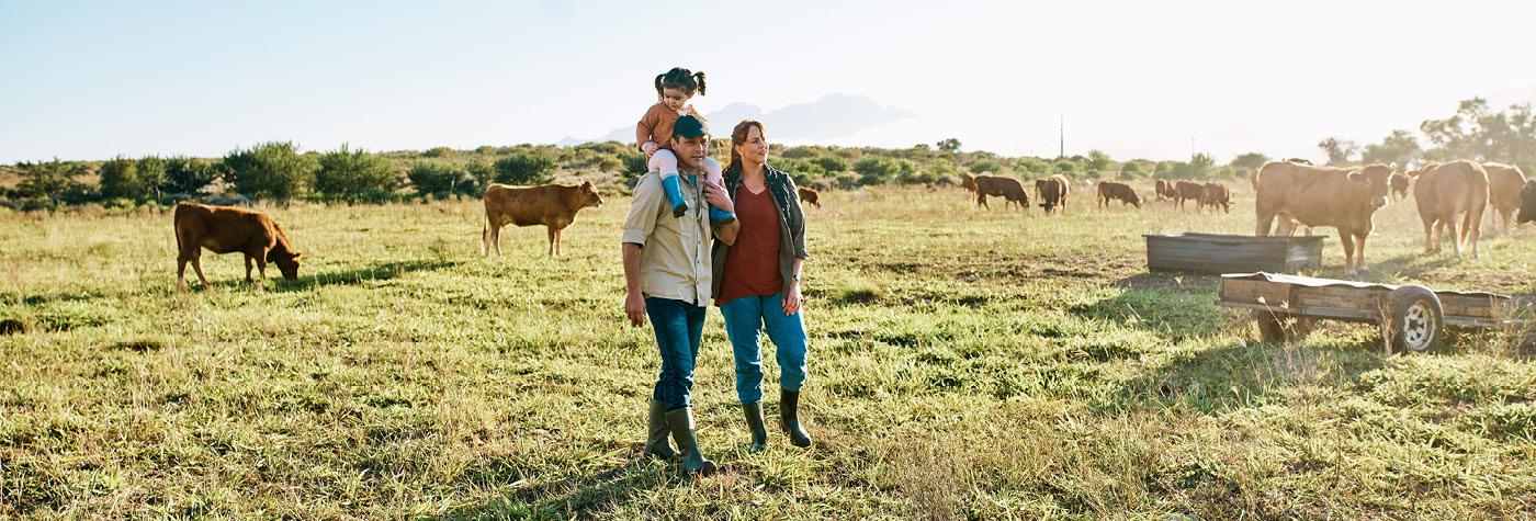 A man with a child on his shoulders and a woman walk together through a cattle field.
