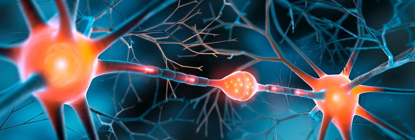 close-up image of nerve cells