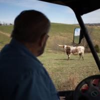 Howard Galbreath, driving a farm vehicle around his property, stares at a bull to his left.