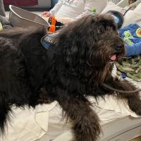 William Dean in his hospital bed with Toby, a therapy dog