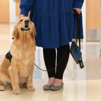 Darcy the therapy dog