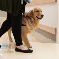 Darcy the therapy dog