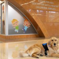 Darcy the therapy dog