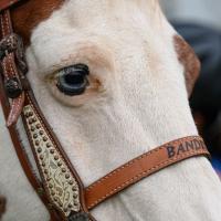 A close-up of Bandit, a white horse with brown splotches.
