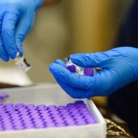 A staff member wearing blue nitrile gloves picks up three vials of COVID vaccine from a tray.