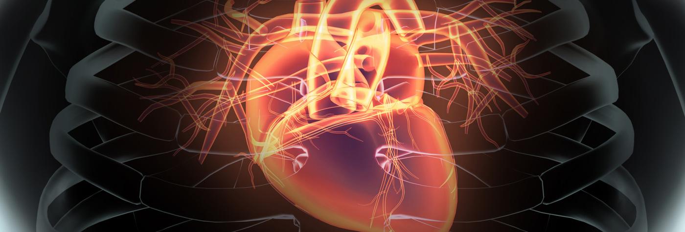 Virtual heart at Gill