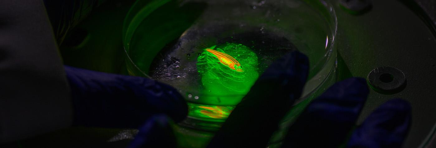 Zebrafish under a microscope in Dr. Blackburn's lab
