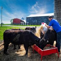Jacob refills the trough with feed for the cows.